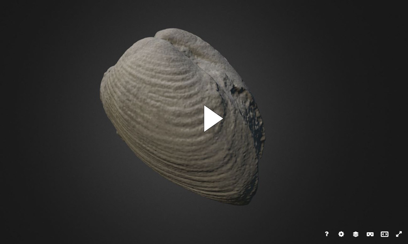 Still image of 3D model of a bivalve fossil.