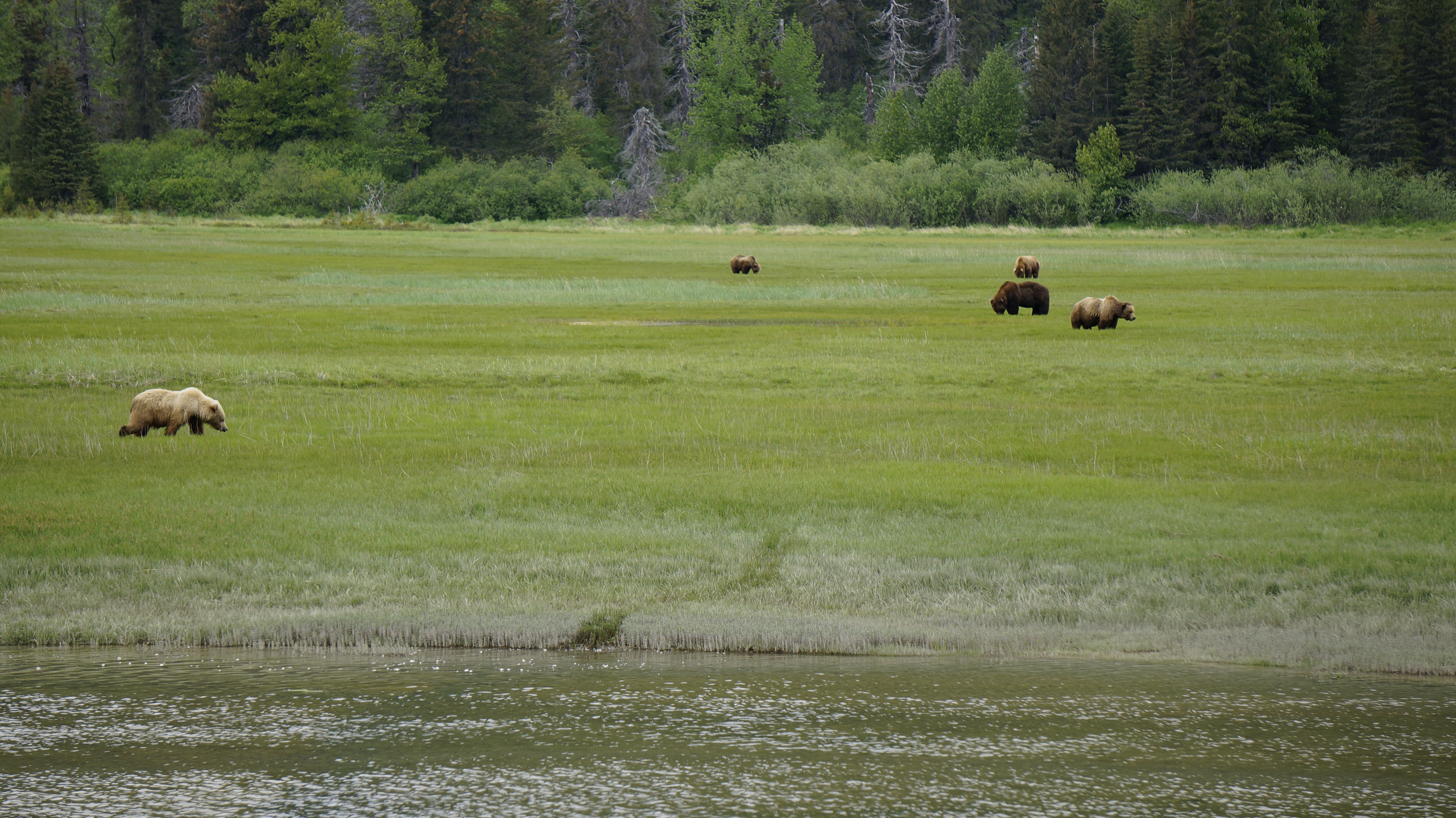 LACL_2018_CloseProximityBears_D.jpeg?maxwidth\u003d650\u0026autorotate\u003dfalse