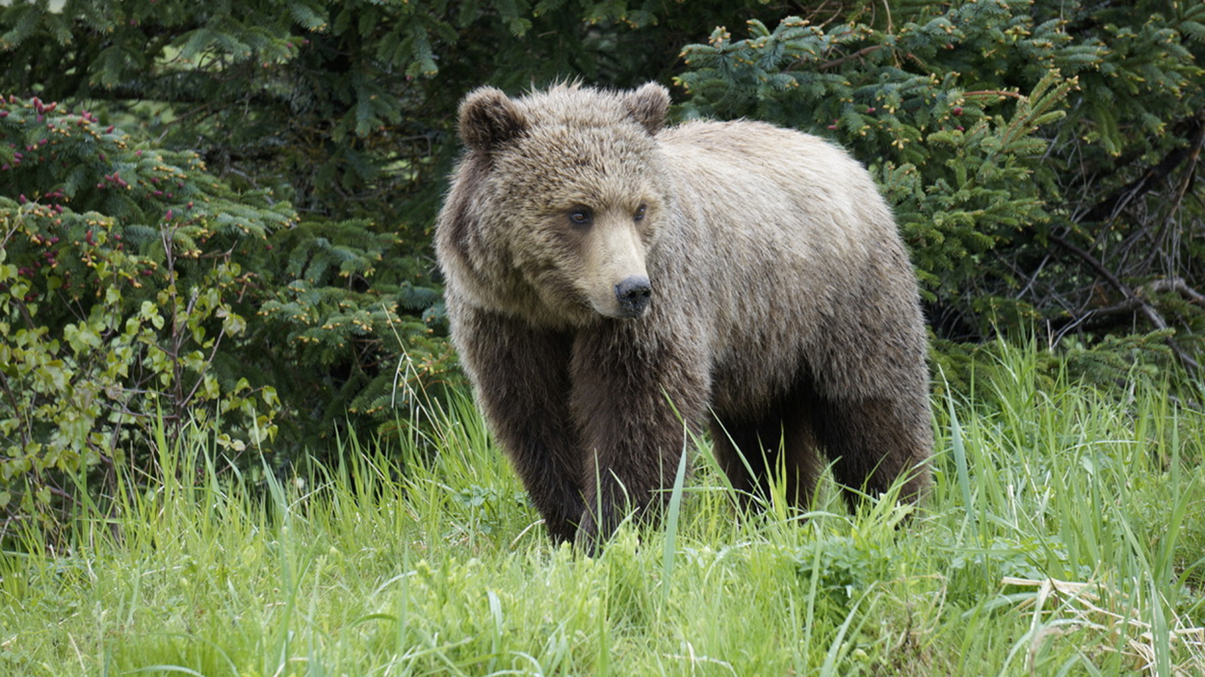 West Cook Inlet Bear Ecology (U.S. National Park Service)