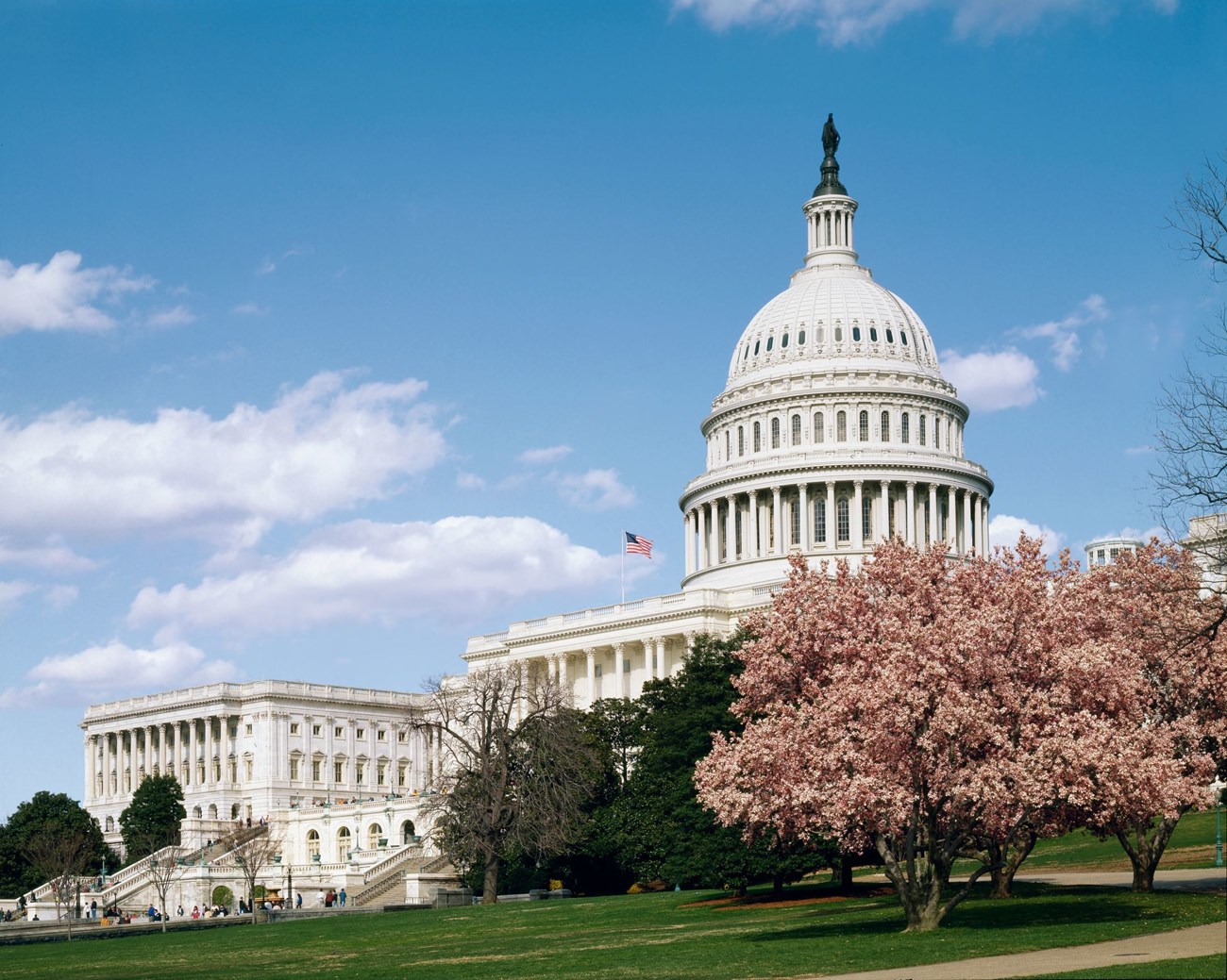 Capitol Building The U.S. Capitol building on a bright day. Cherry trees in bloom at the foreground