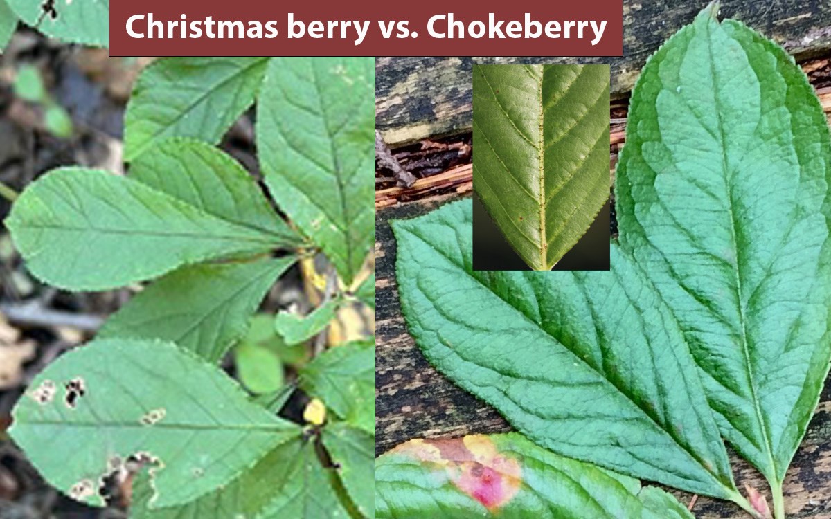 Side by side comparison of green leaves from Christmas berry on left with chokeberry on right