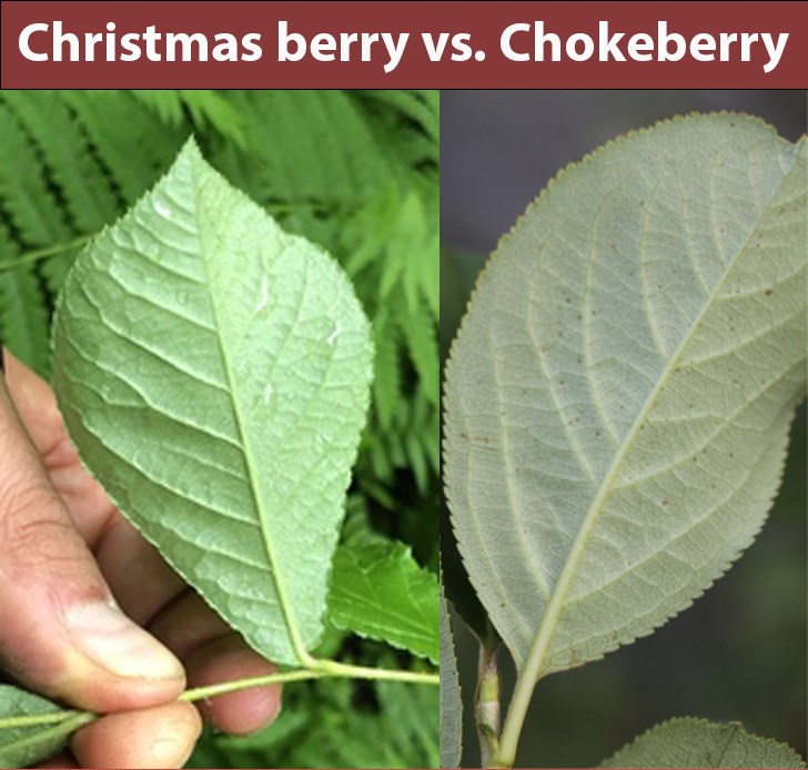 Side by side comparison of underside of green leaf from Christmas berry on left and Chokeberry on right