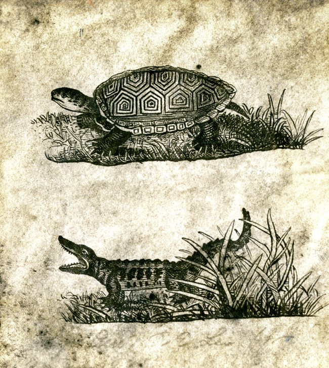 Sketches of a turtle and an alligator.