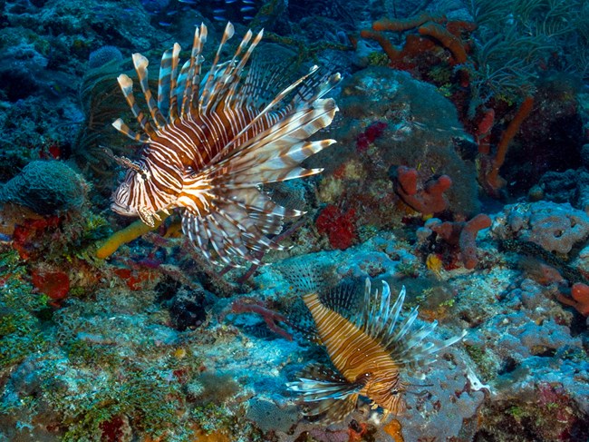 Two fish with orange stripes and long spines swim at a coral reef.