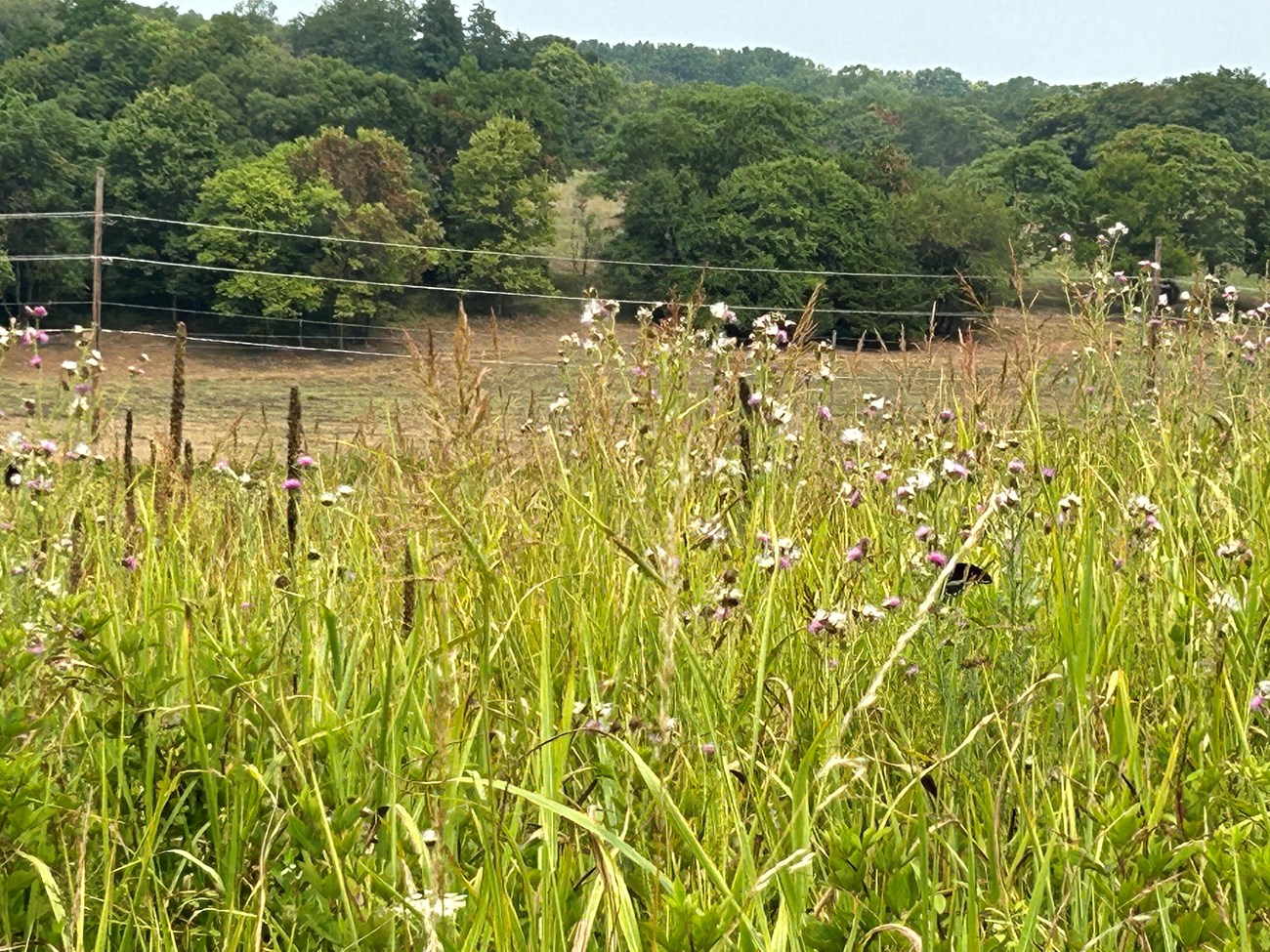 A grassland with purple thistle, white tufted flowers and brown spiky flowers intermixed with grasses.