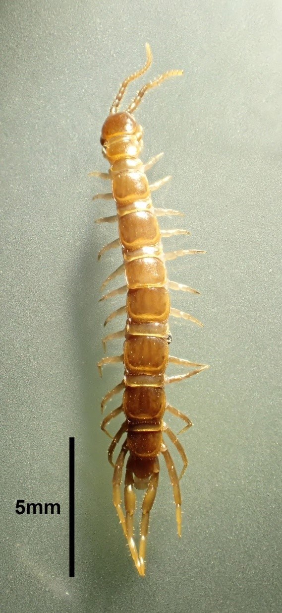 a male Lophobius loganus centipede