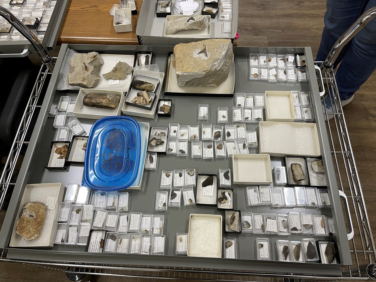 Photo of curated fossil collection including many shark teeth