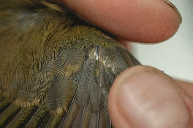 A close up of a bird's gray and brown feathers with a human finger pointing to a new pin feather emerging.