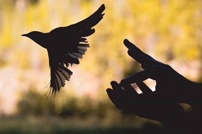 A pair of humans hands spread open while a bird is flying away from them.