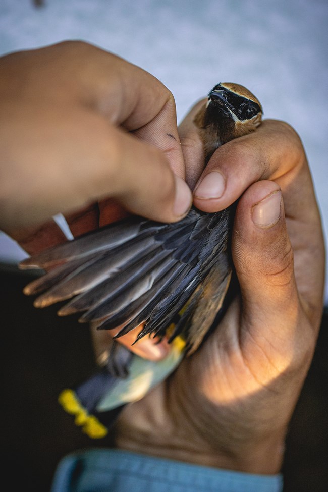 A black and orange bird is held with its belly up in a human palm