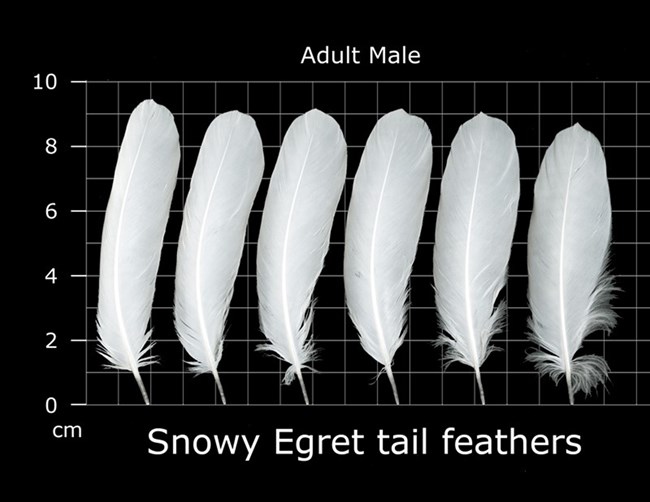 description of snowy egret