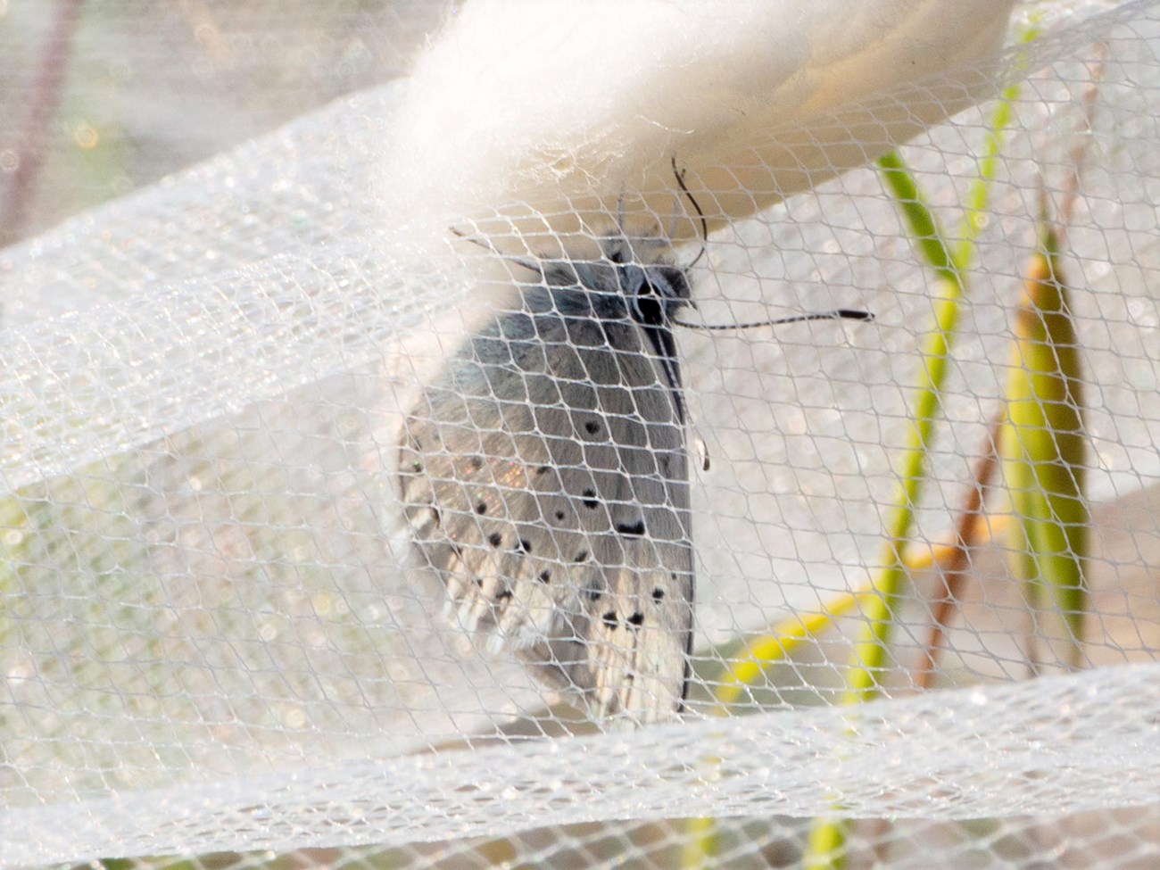A small butterfly sips a sugar water solution from a cotton ball from within a white net.