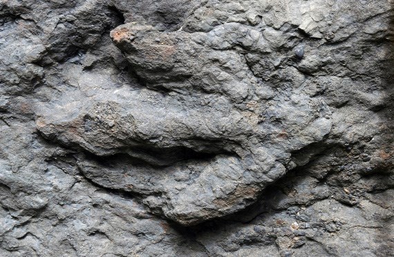 Fossilized footprint Fossil footprint