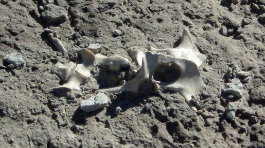 Fossils sticking up from the ground fossils sticking up from the ground