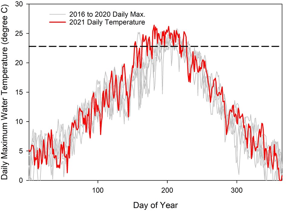 Daily maximum water temperature graph A line graph of daily maximum water temperature showing that the 2021 temperatures were above the average in the previous five years.