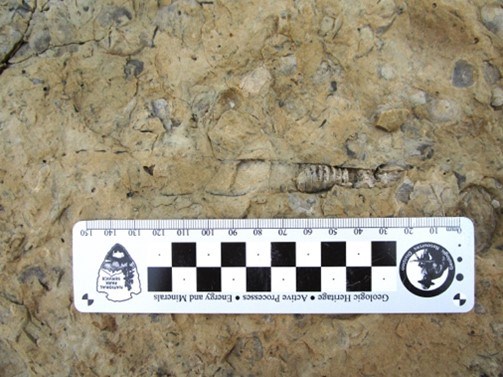 MISS Picture16 Photo of fossils in a rock slab.