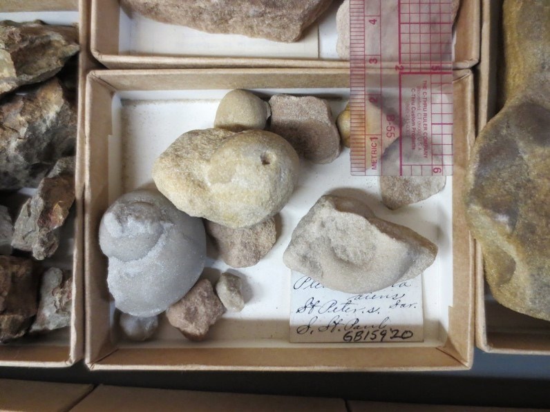 MISS curated casts and molds Photo of a box of curated cast and mold fossils.