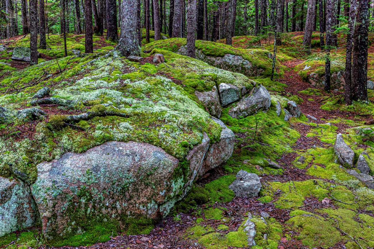In dense forest, moss covers large pink granite bounders