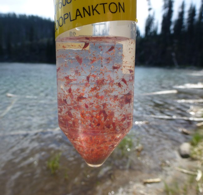 Large vial containing reddish tiny lake animals.