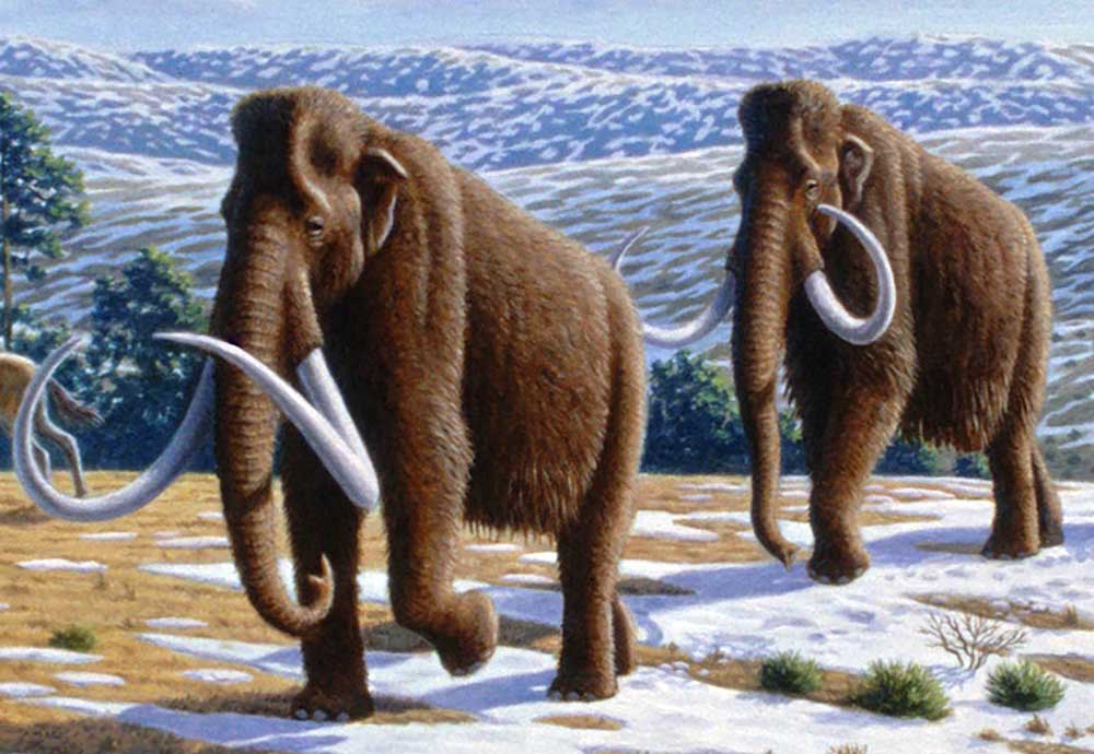 Buy woolly 2025 mammoth tusk