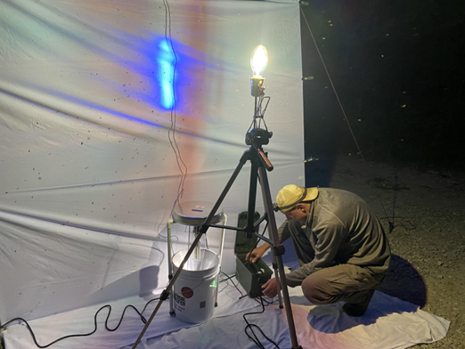 A man kneels towards a bucket in front of a light sheet covered in moths.