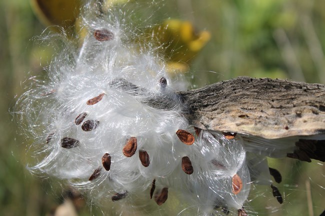 A milkweed pod bursts open revealing its seeds and floss. Photo by PookieFugglestein (Wikimedia), 2013. A color photo closeup of a brown and dried milkweed pod that has split open. A cloud of white floss and brown seeds spill out.