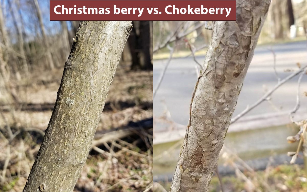 Side by side comparison of mature bark on stem for Christmas berry on left and Chokeberry on right.