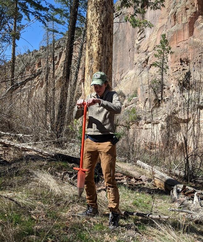 Using a dribble bar to prepare holes for seedlings at Bandelier NP preparing holes for seedling planting