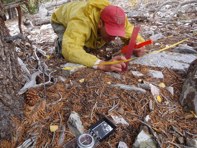 A staff member measuring the litter under a Bristlecone tree