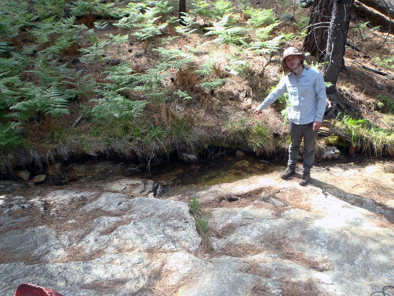 A person pointing at a narrow band of water bounded by a steep bank of ferns and pine needles on one side and bedrock on the other.