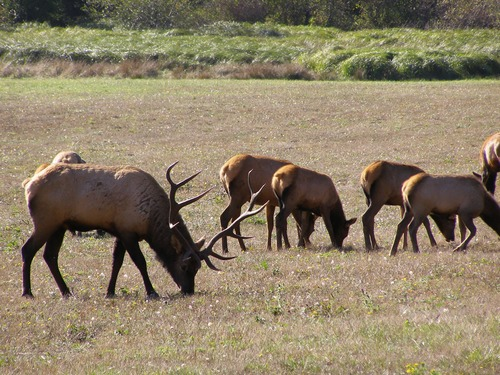 Elk Grazing Grazing Elk