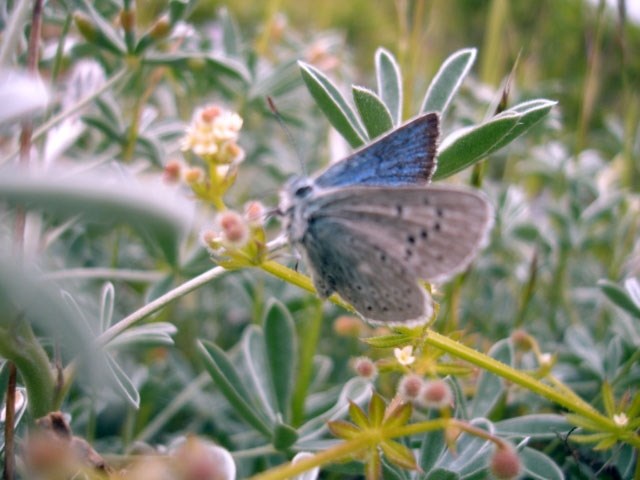 a small blue butterfly perches on a plant stem