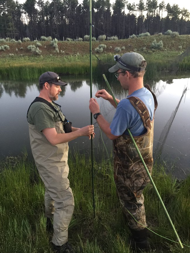 Two scientists set up a mist net over a pond to capture bats forag