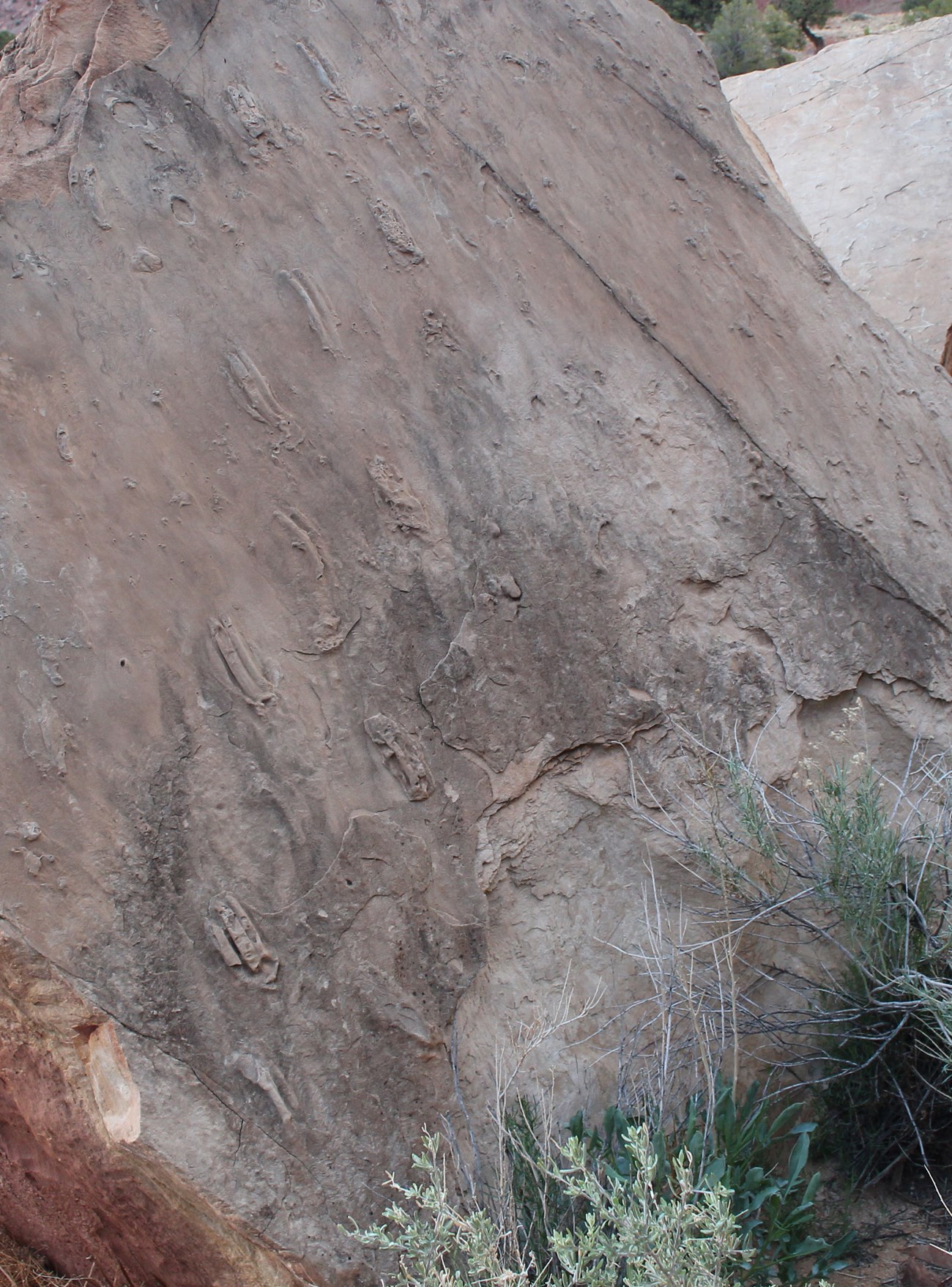 Moenkopi swim smear casts CARE Photo of a rock slab with fossil tracks.