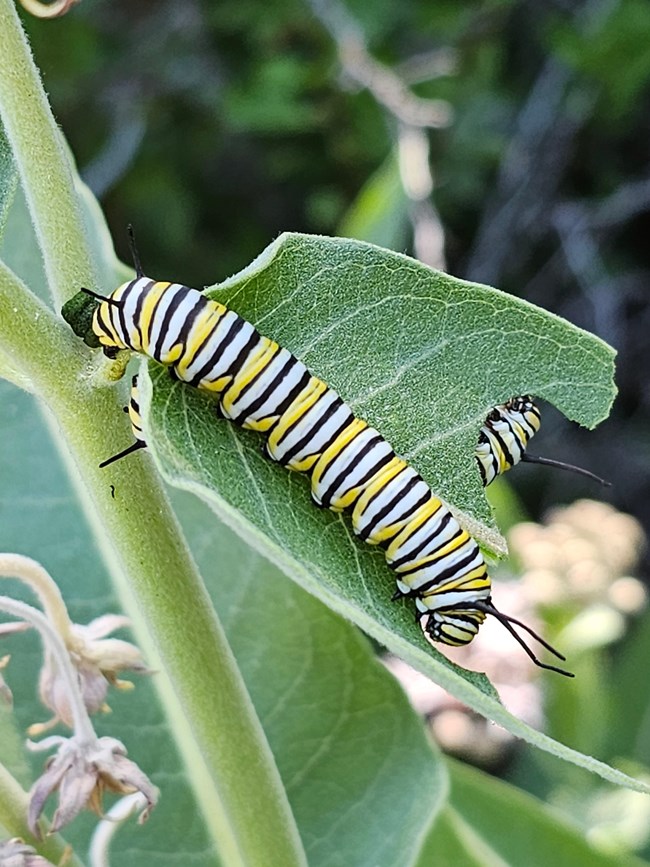 Monarch butterfly caterpillars on a milkweed leaf. Large, black, yellow, and white banded caterpillar on a leaf that has been chewed.