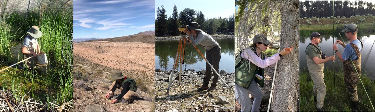 Series of five field monitoring photos showing scientists monitoring desert springs, upland vegetation, lake level, tree diameter, and preparing to capture bats in a mist net.