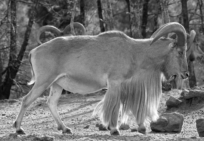 Mouflon Mouflon, a subspecies of wild sheep