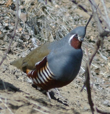 a grey, brown, white, and maroon bird