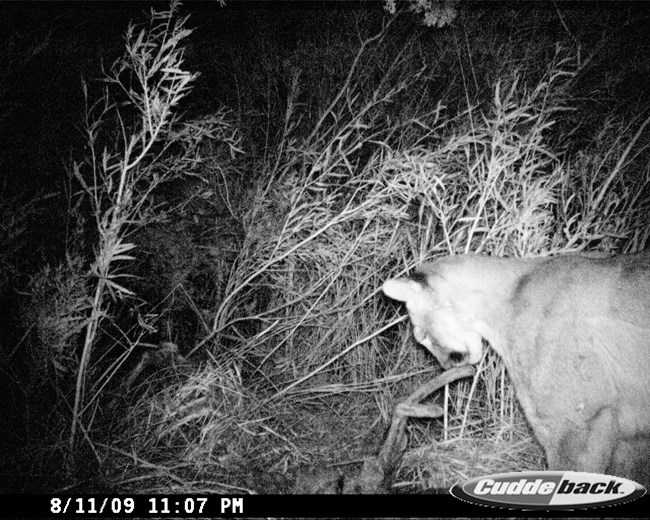 A wildlife camera captured an image of a mountain lion in a grassy area..
