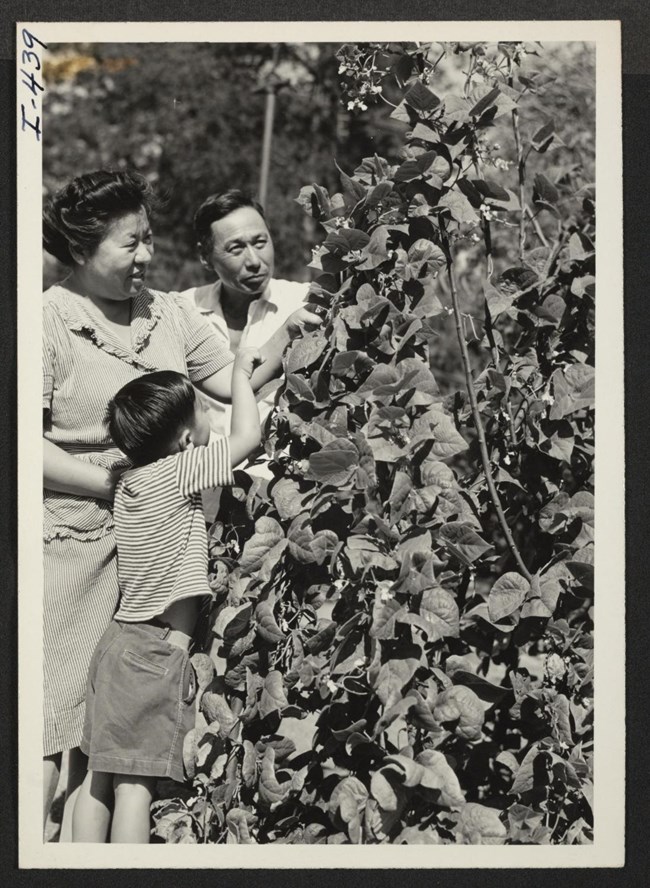 Japanese American family picks produce from a tall plant with vines and leaves. The husband stands at the back facing the camera. His wife stands next to him, facing sideways. Their young son reaches up into the leaves and faces away from the camera.