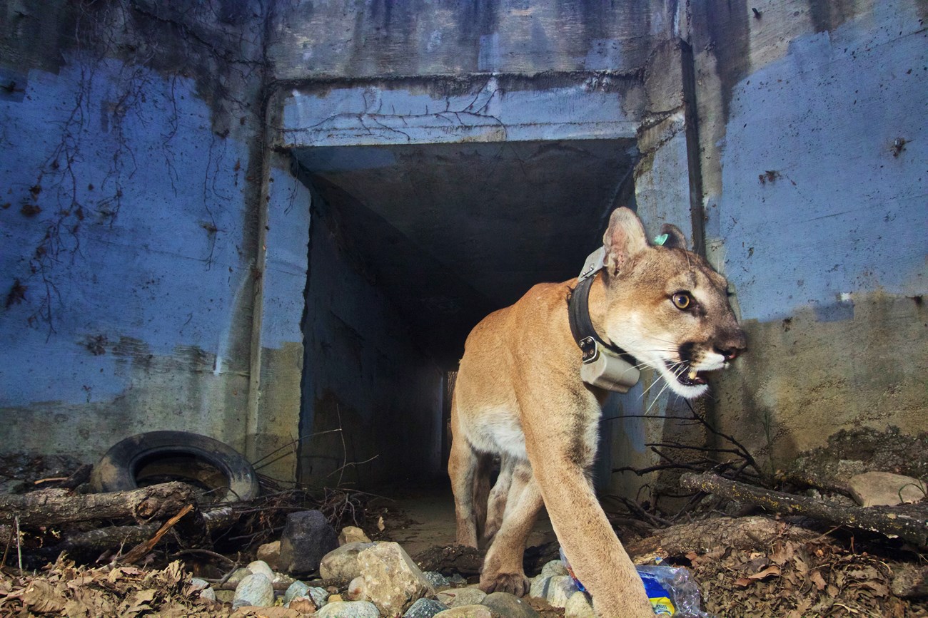Mountain lion uses an underpass Big cat fitted with a tracking collar and turquoise ear tag emerges from a debris-strewn concrete road underpass.