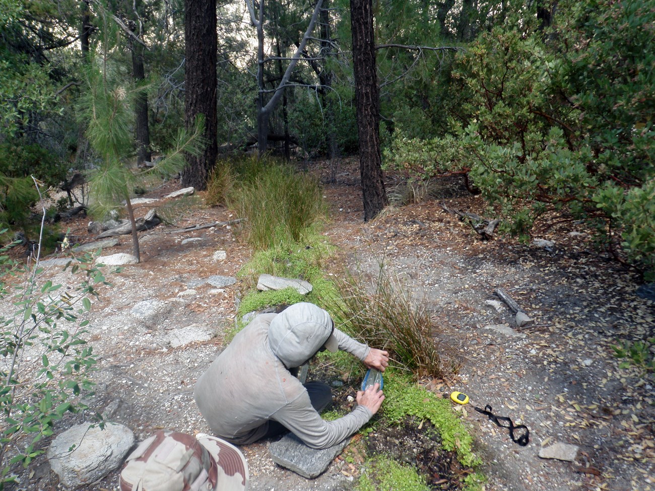 A person collecting a water sample from a narrow trickle of water lined by aquatic plants on a conifer forest floor.
