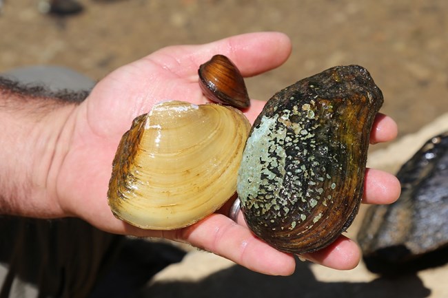A person holding three different types of mussels.