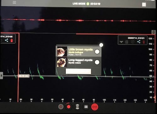 Example image of audio waveform software. A screenshot of a software program showing audio waveforms labeled Little Brown myotis and long-legged myotis.