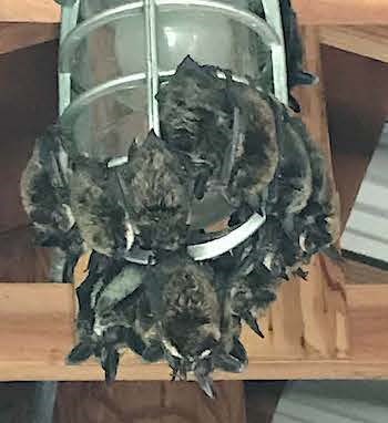 Bats roosting on a light fixture. Several bats hang clustered off of a ceiling light fixture.
