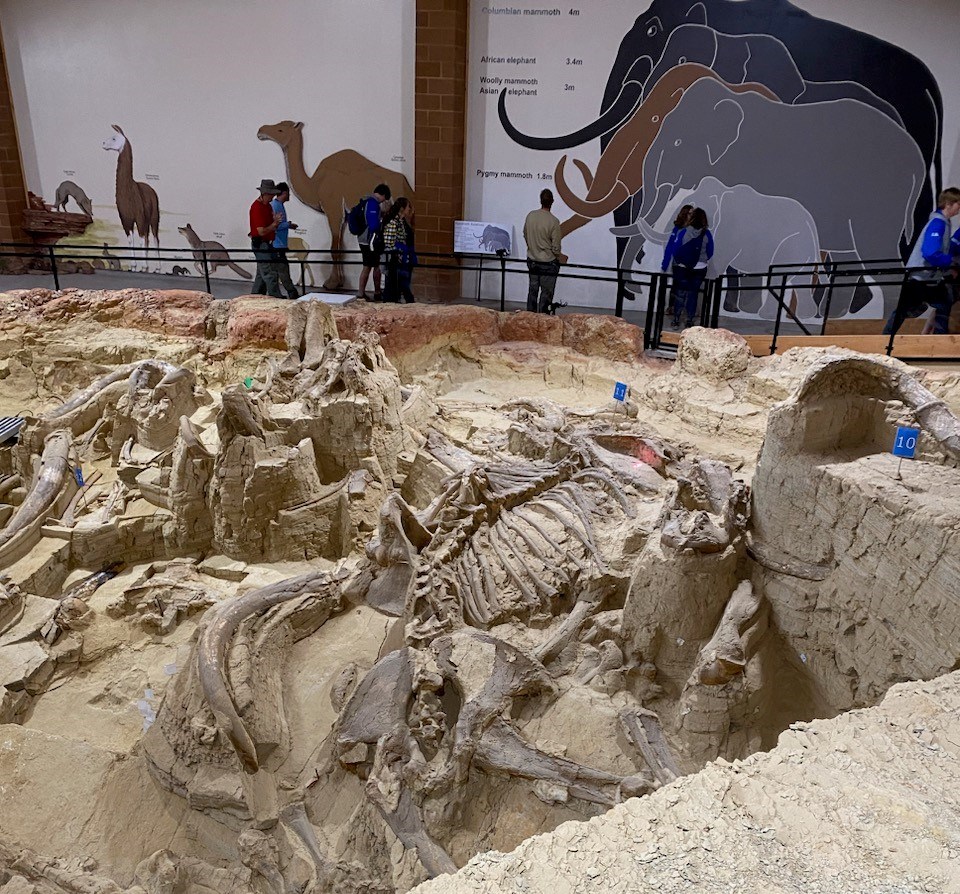 Photo of a fossil site with bones exposed for display.