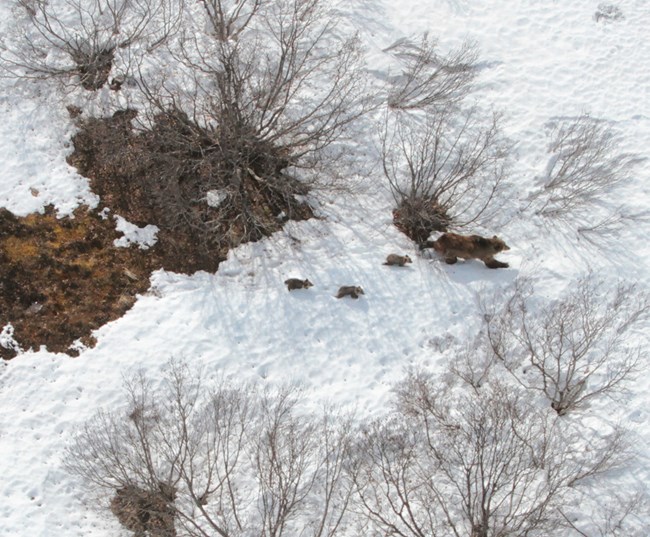 A sow brown bear with three cubs of the year walk across the snow