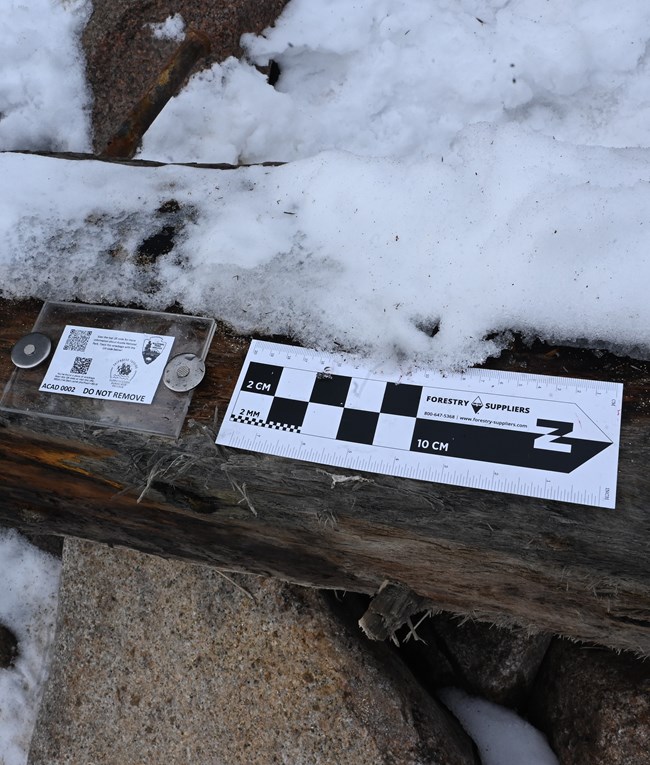 Ruler and plastic tag on piece of shipwreck