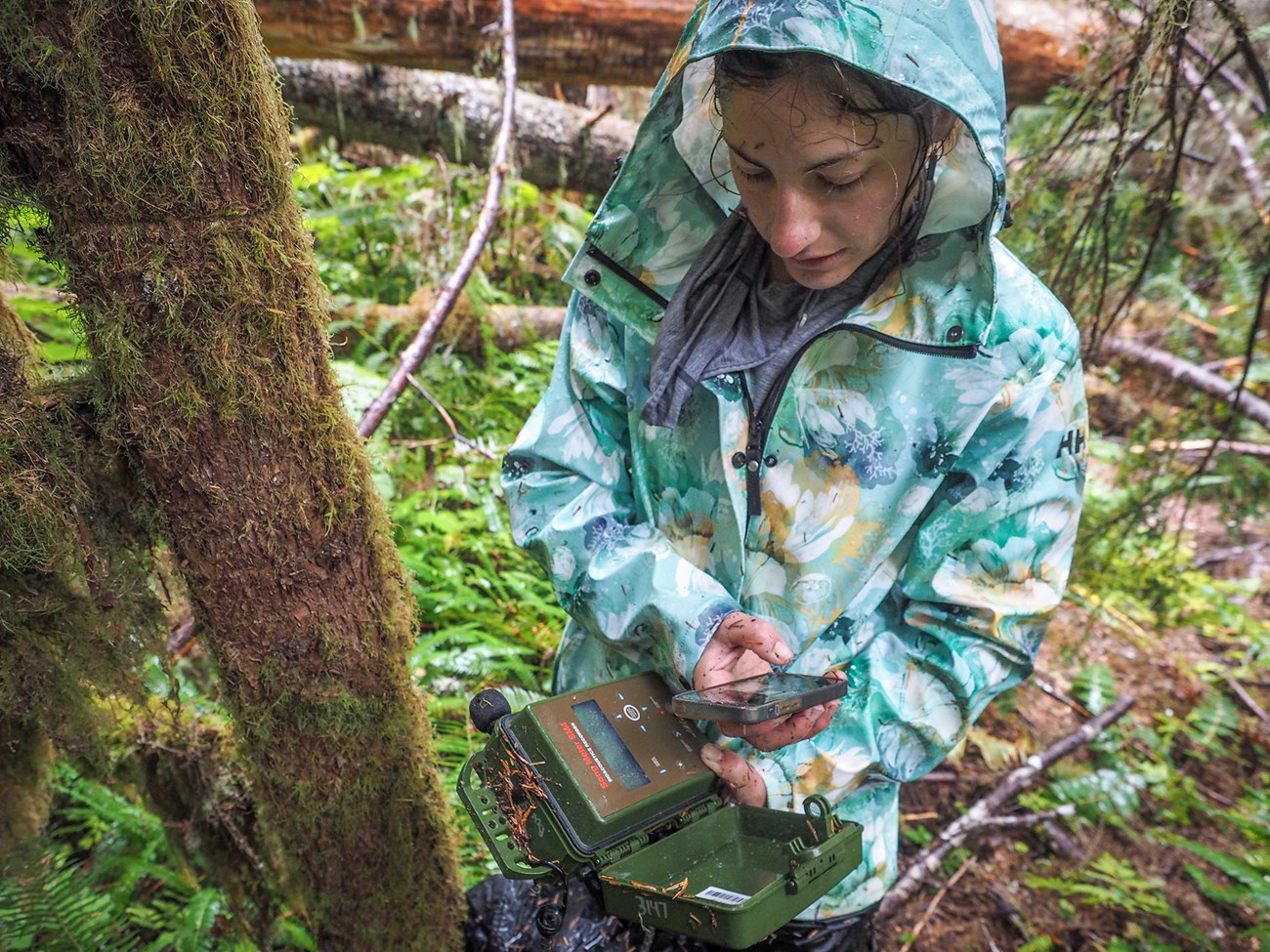 Woman in a patterned rain jacket examines an open plastic recording unit in the forest, recording data on a smartphone.