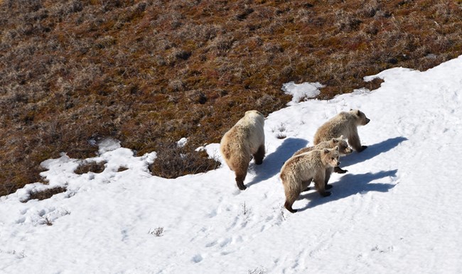 Four brown bears walk together on a snowfield